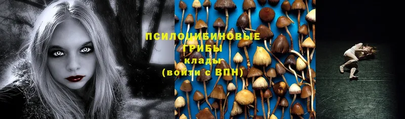 Псилоцибиновые грибы Cubensis  Гаджиево 